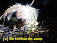 /home//u458753944/public_html/sourcegallery//////Roxborough Toad Detour/2022/2022-03-19/P3190926.JPG